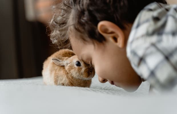 Conejito en Perú Mascotas
