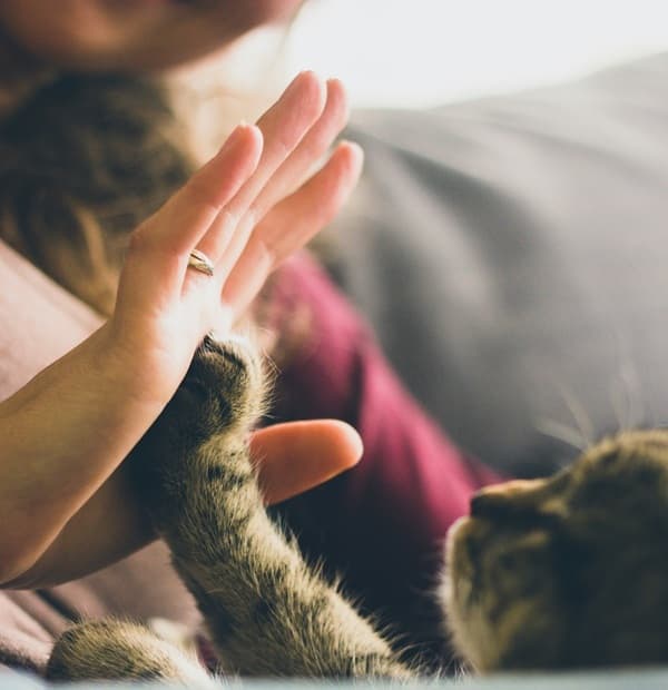 Conexión eterna con tu mascota en Perú Mascotas