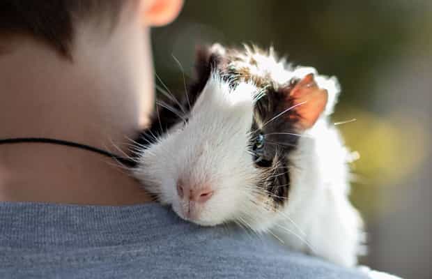 El cuy charlie de Perú Mascotas