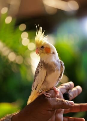 Lorito curioso en Perú Mascotas